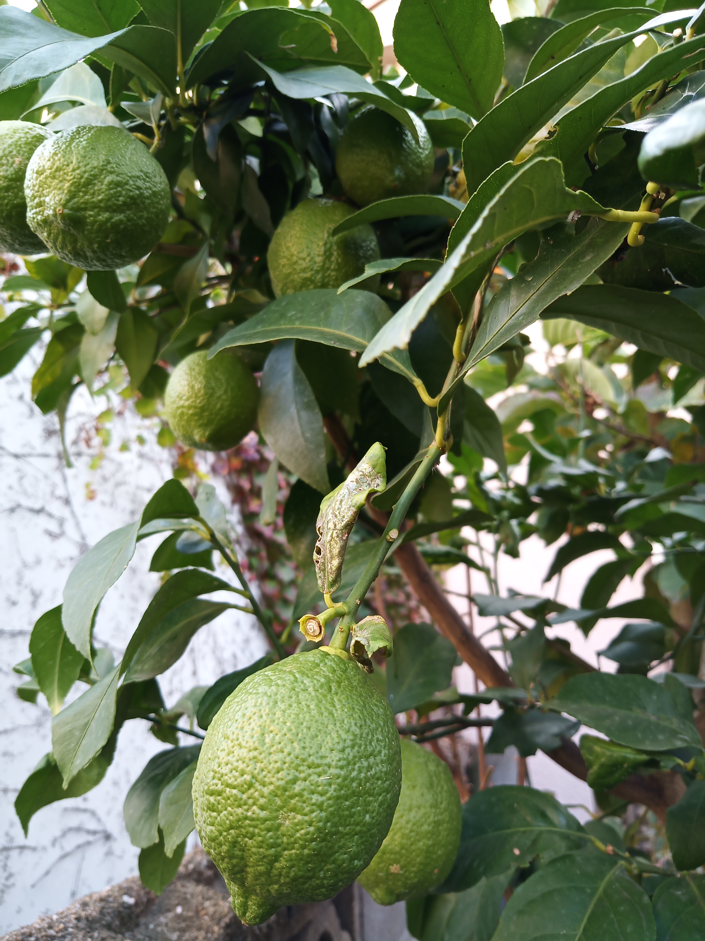 IMG_20191117_092852_3