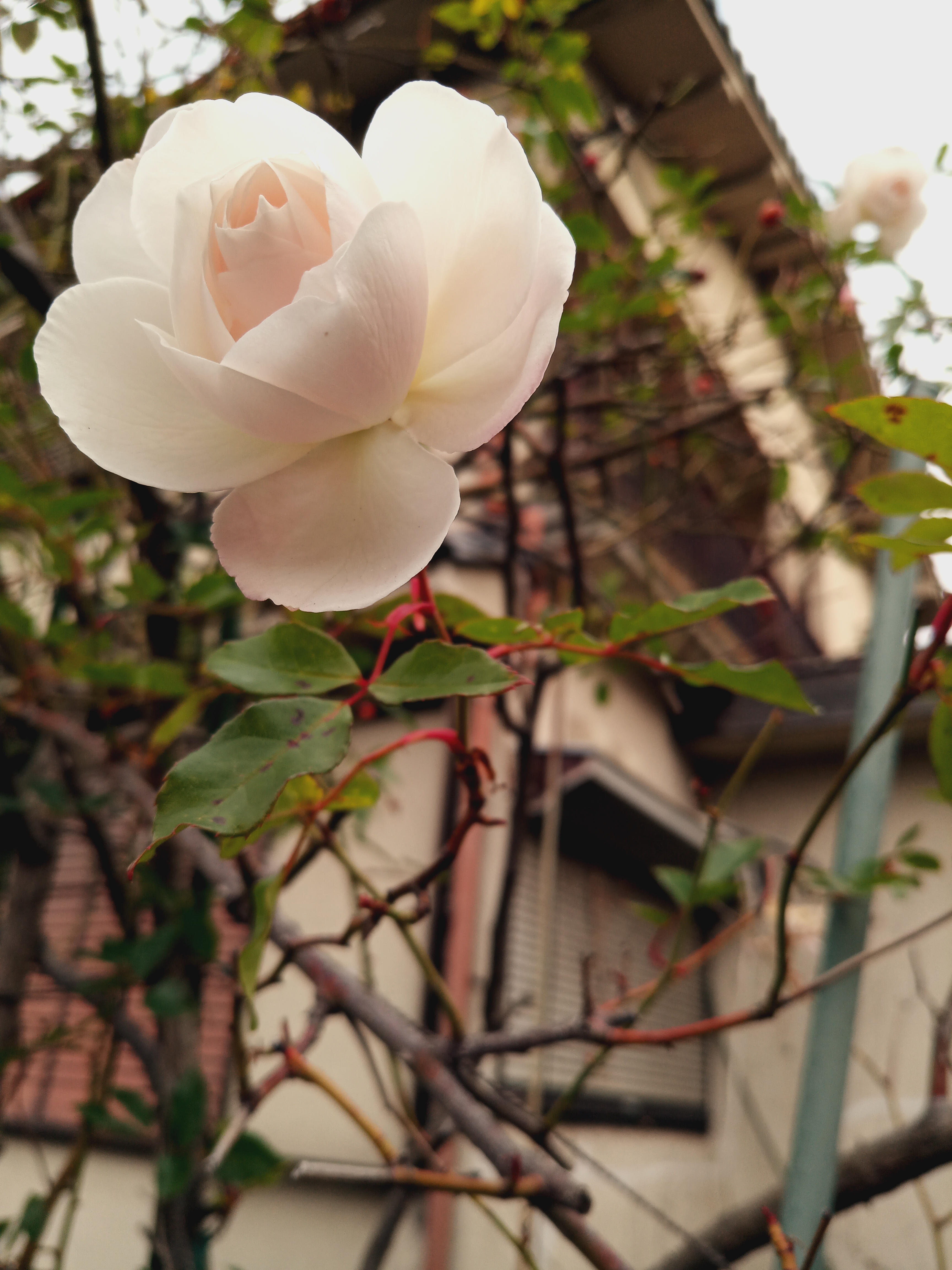 IMG_20200120_090327_3